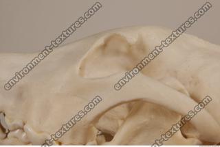 photo reference of skull 0029